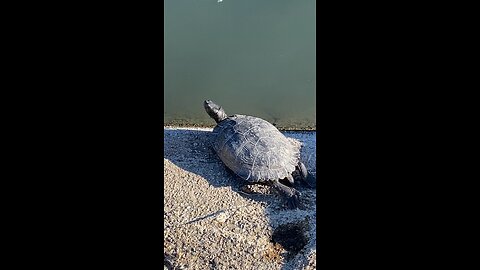 Red-eared Slider Turtle 🐢 #redearedslider #followme #turtle #shorts #trending #viral
