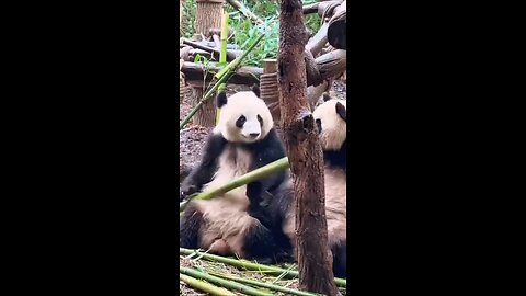 funny Panda videos