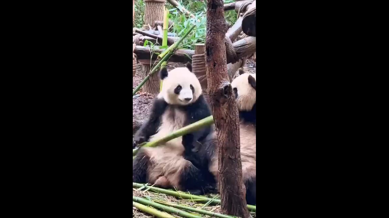 funny Panda videos