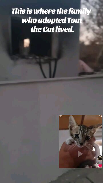 Their house burned down. #tom This is where the family who adopted Tom the Cat lived