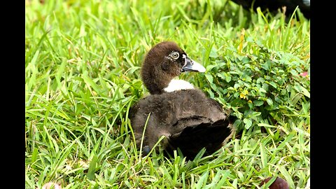 Ducks