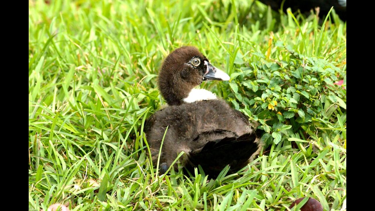 Ducks