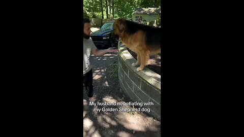 Love All Life Always #144 - Perfect! Negotiating With A Golden Shepherd Is Great! Love Their Energy!