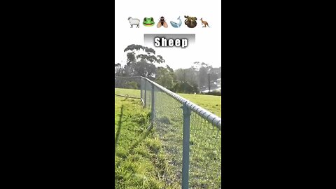 this guy imitates animal jumps and it's hilarious