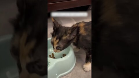 The girl picked up a homeless kitten in the rain and became his mom