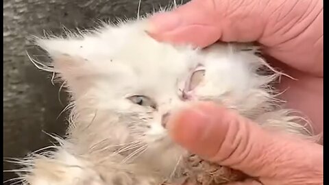 Trapped & Abandoned: Rescuing 2 Starving Kittens Stuck Under My Car! 🚗🐱❤️