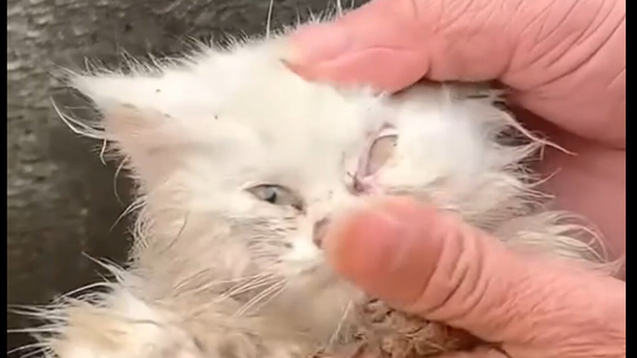 Trapped & Abandoned: Rescuing 2 Starving Kittens Stuck Under My Car! 🚗🐱❤️
