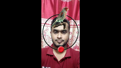 পাখির মাথাটি জোড়া লাগান ৫৩ #reels #puzzle #tending #foryou