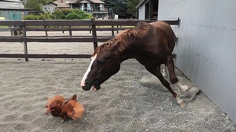 New Funny Animals 😂 Funniest Cats and Dogs Videos 😺🐶 Part 147