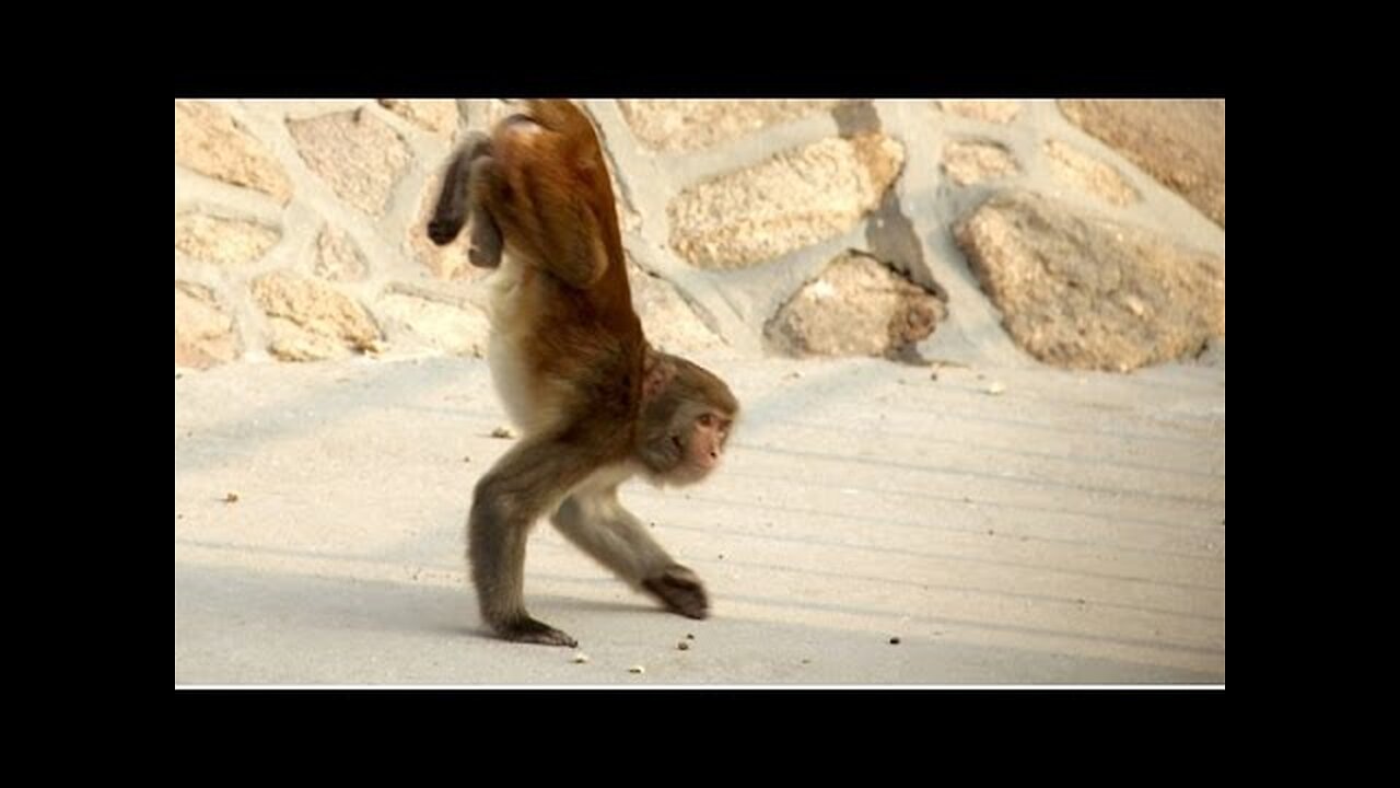 Funny pets walking on two legs - Funny and cute animal compilation