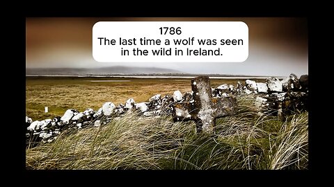 Lament for the Irish Wolf