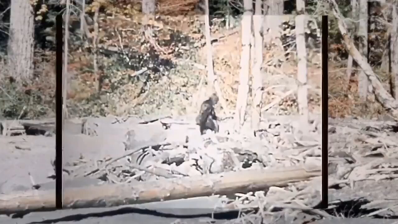 The Original Big Foot Video (stabilized)