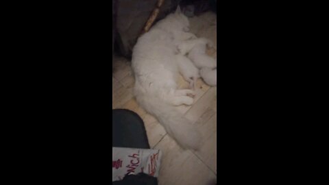 KITTEN