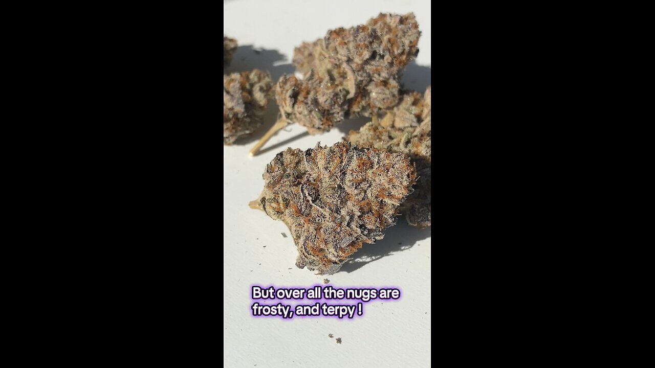Banana Coffee | Ethos Genetics | Free Seed |