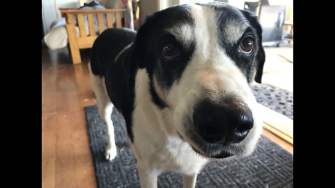 😸CAT makes Dog VERY NERVOUS!! 🐶 😸