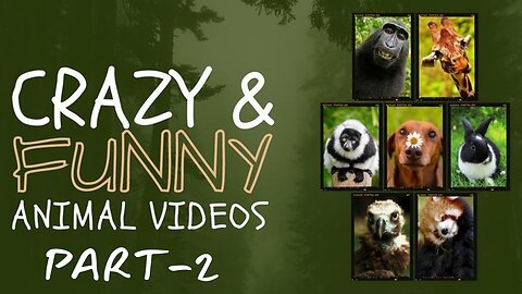 Best Funny Animal Videos 2025 Part-2