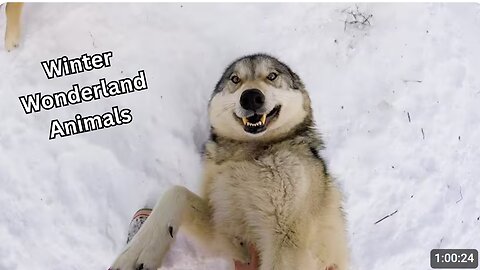 Winter Wonderland Animals | Best Funny & Cute Winter Animal Videos