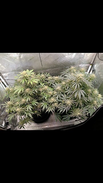 Wedding cheesecake week 14 day 5