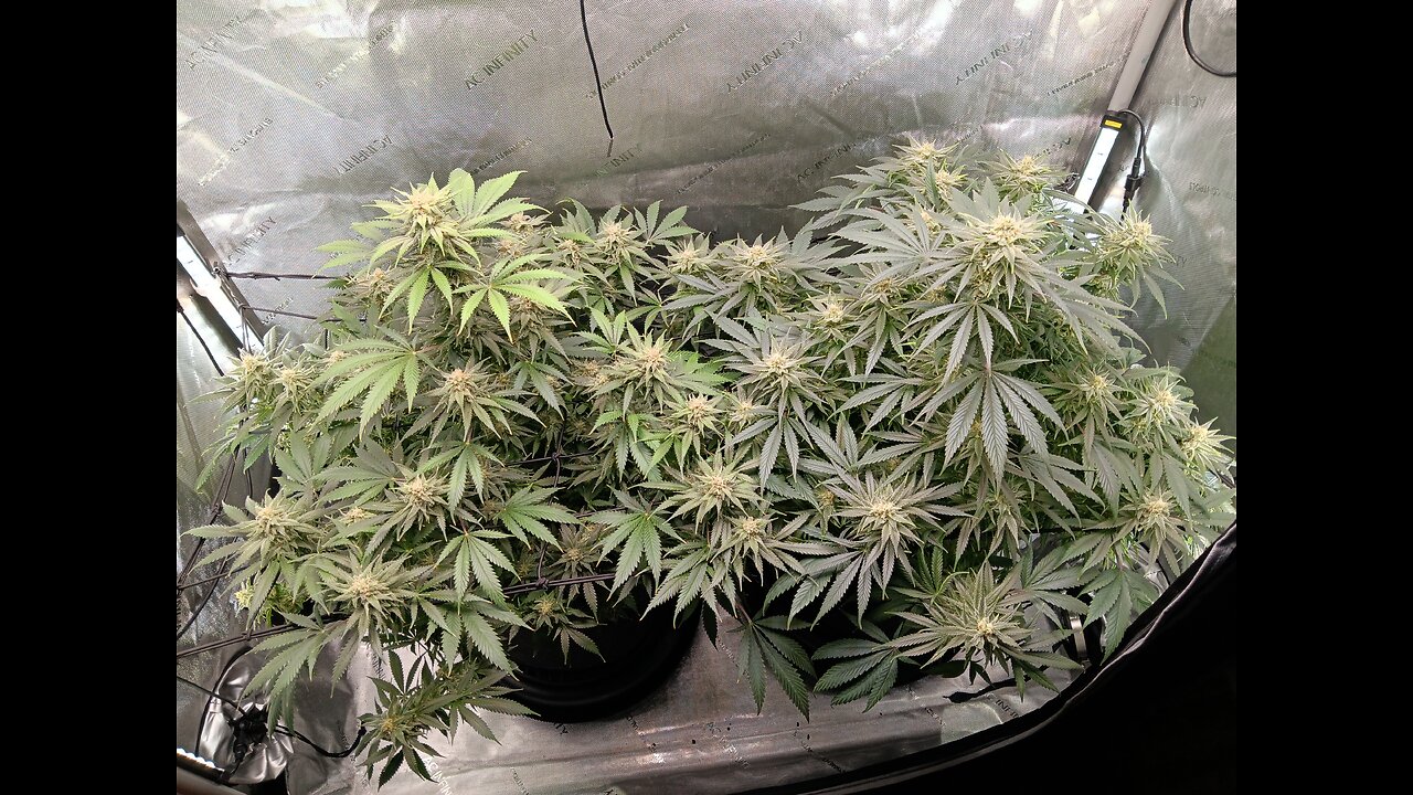 Wedding cheesecake week 14 day 5
