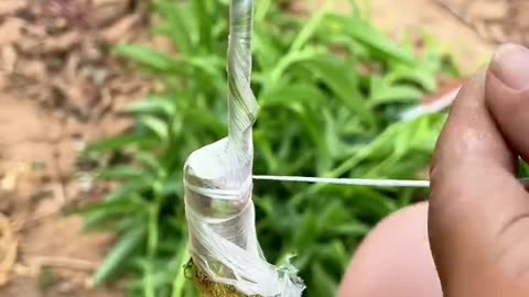 “🌱 Grafting Tutorial: Bark Grafting Made Simple!”