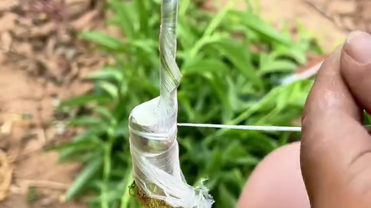 “🌱 Grafting Tutorial: Bark Grafting Made Simple!”