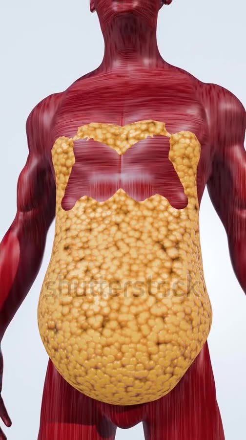 Body Fat Reduction and Toned Core Muscle Concept for Weight Loss Goal – 3D Rendering