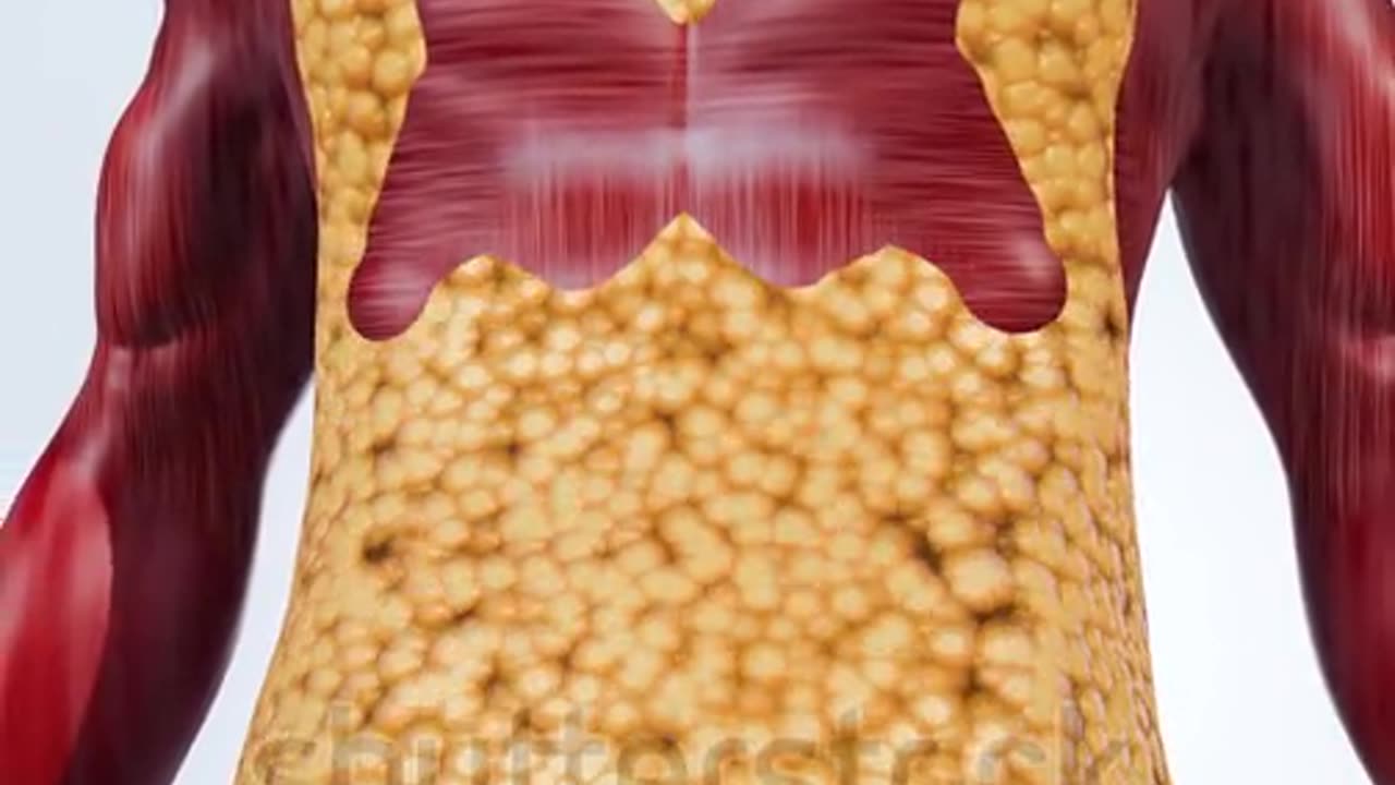 Body Fat Reduction and Toned Core Muscle Concept for Weight Loss Goal – 3D Rendering