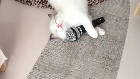 If you are watching this video, know that God has made you the guardian angel of a hungry cat💝