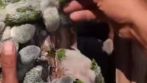 A young man took in baby birds — and gained a whole flock of feathered friends 🦜