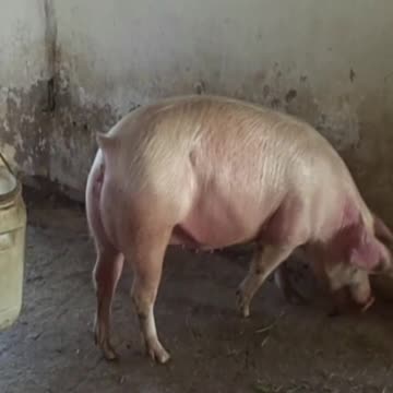 pig