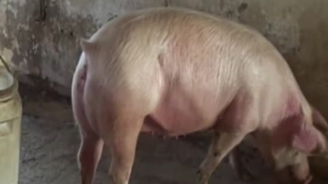 pig