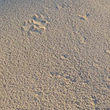 Kocie ślady na piasku [Rumble Short]