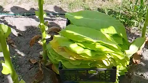 plant predator_prédateur de plantes_растение хищник_Pflanzenfresser_depredador de plantas