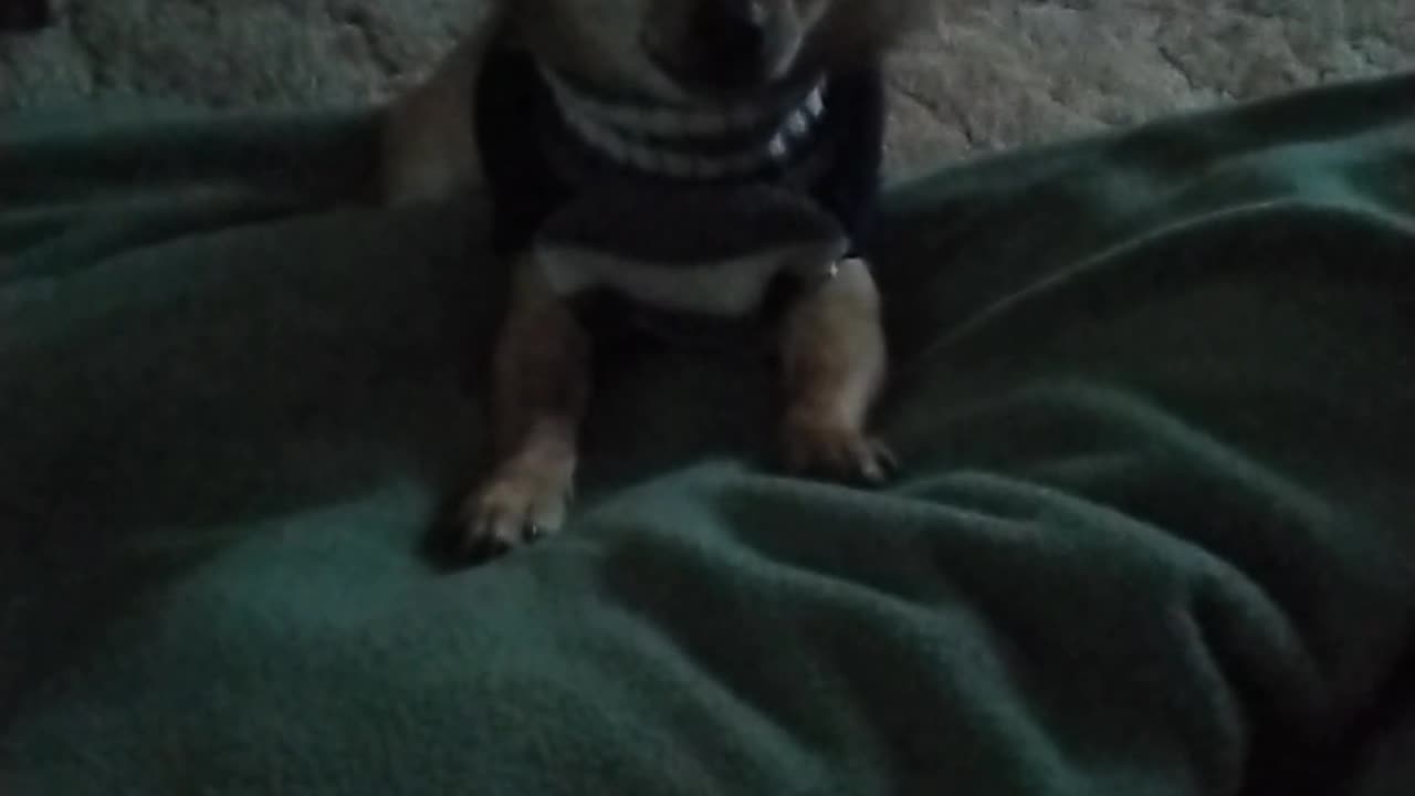 Meet Teddy Bear!