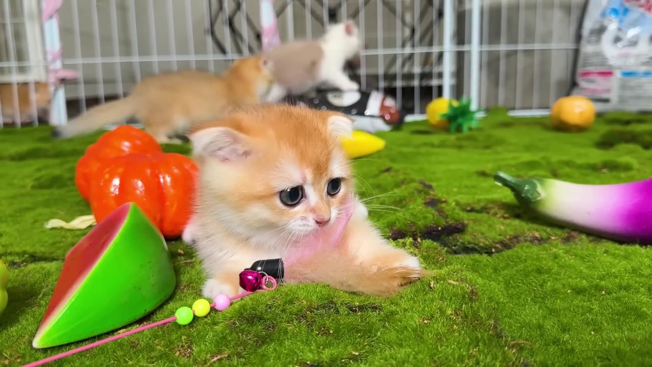Funny Cat Playing