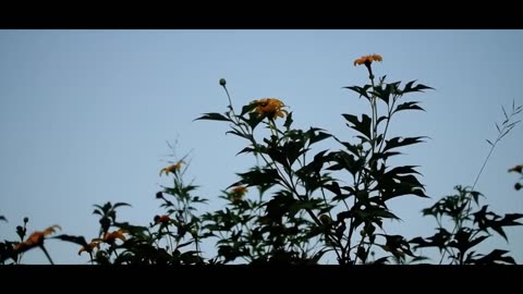 Nature's most beautiful debates
