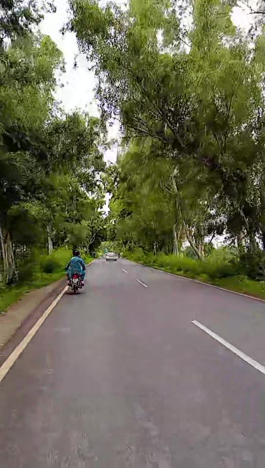 Peaceful Bike Ride Through Tree-Lined Roads 🌿 | Relaxing Night Vibes