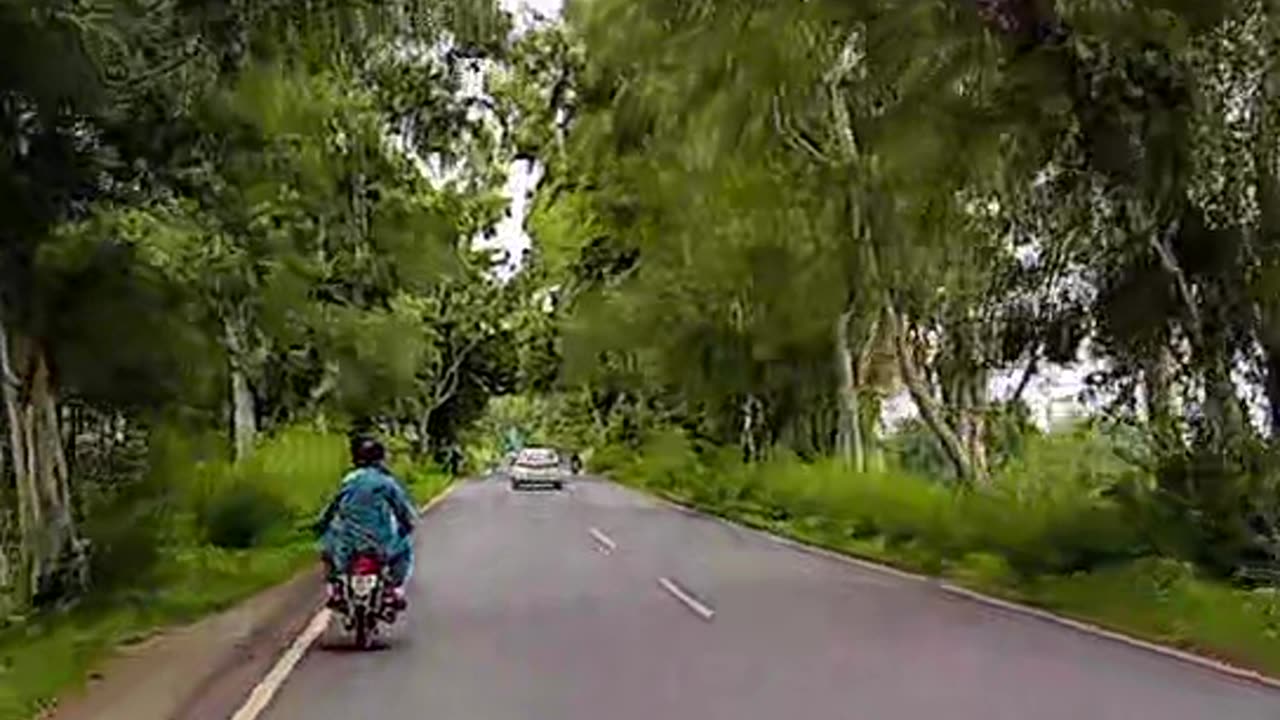 Peaceful Bike Ride Through Tree-Lined Roads 🌿 | Relaxing Night Vibes