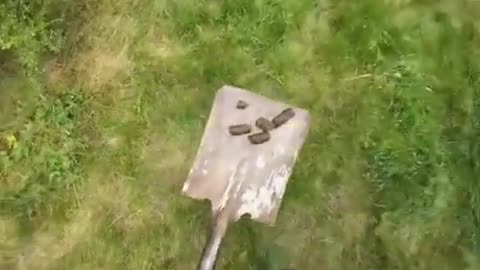 Angry Neighbor