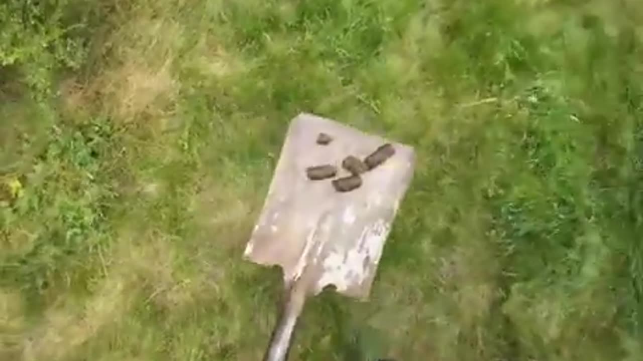 Angry Neighbor