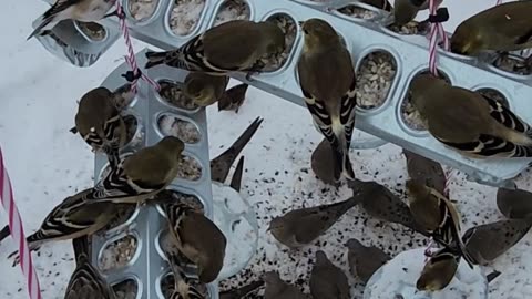 Jam Packed with American Goldfinches how ya like me now,