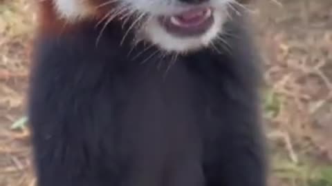 Red panda stuffs grapes like a chubby fruit goblin! 🍇🤗