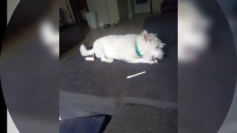 dog