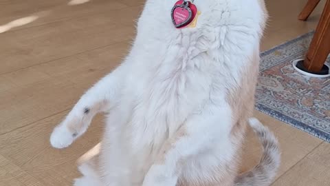 Lickable Treat