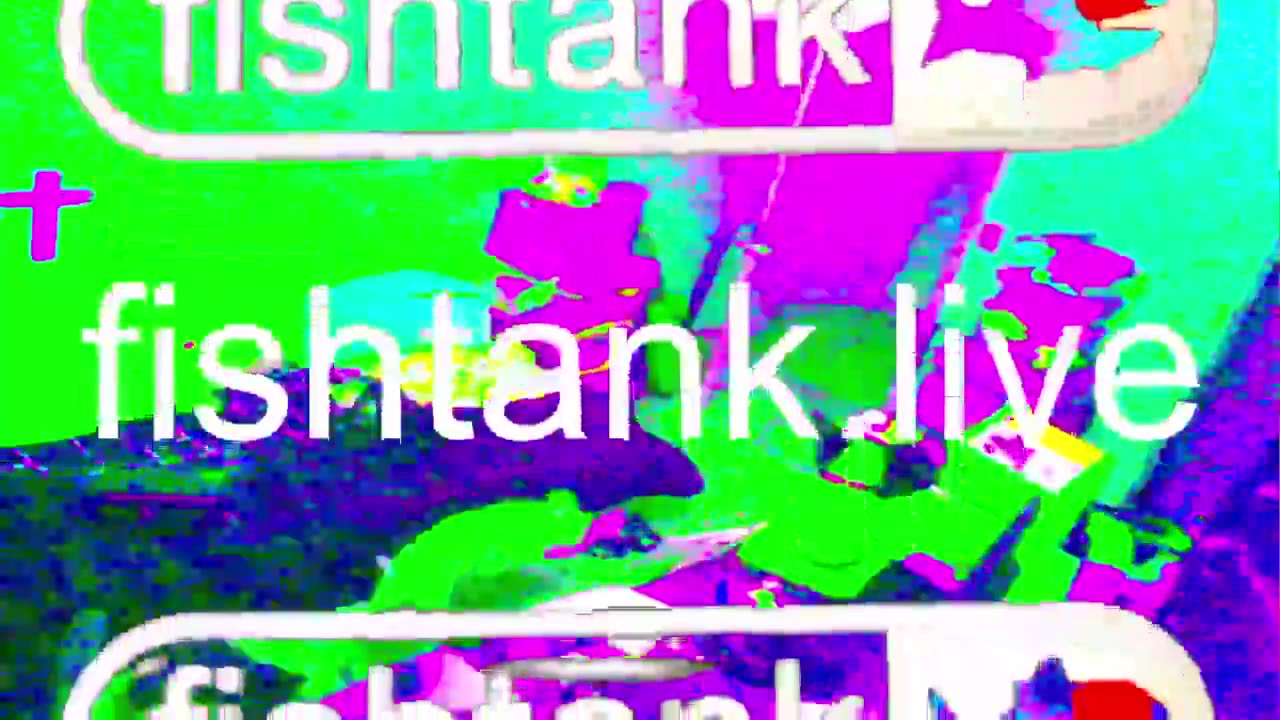 big_dingus POV