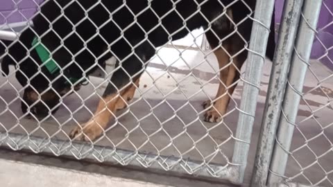 Toby 5y Pet Id 904412 kennel 26 HSSAZ shelter had 2 intro myself slowly he's scared of me20250822976