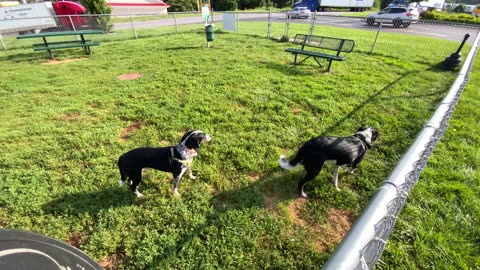Annie and Bonham enjoying a Love’s Dog Park 🐕