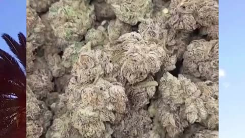 Pop Rocks | Exotic Indica | 25% THCa | Euphoric & Creative | Caryophyllene + Terpinolene #thca