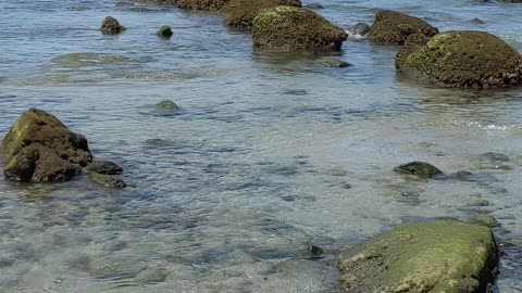La Jolla - Beach Time - Nature - WELLNESS - SUNSHINE #wellness #beach #shorts