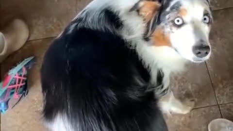 Funny video pets